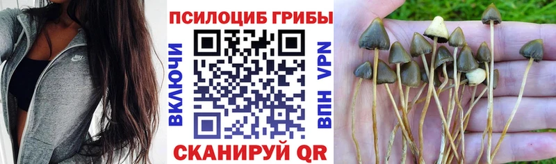 где найти   МЕГА ONION  Псилоцибиновые грибы Psilocybine cubensis  Заринск 
